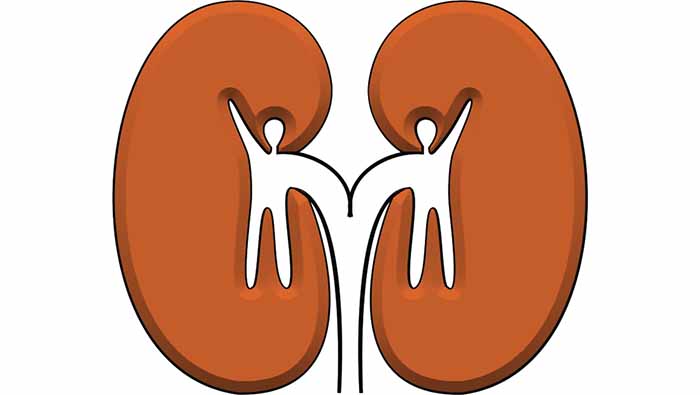 Living-donor laparoscopic nephrectomy program